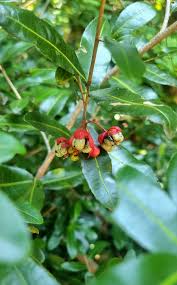 Image result for Ochna barbosae
