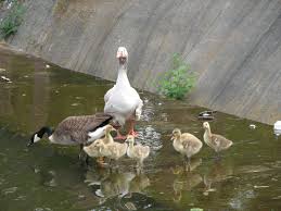 1.nikkie chawla 2.bobby darling 3.gauri arora,gaurav arora 4.shinata sangha. Just For Fun Hybrid Geese Backyard Chickens Learn How To Raise Chickens