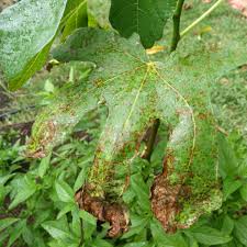 Pear trees are a good choice for tennessee. Fig Diseases And Pests Description Uses Propagation