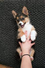 The corgi australian shepherd mix, is a mixed breed dog resulting from breeding the australian shepherd and the corgi. How Much Is A Corgi Australian Shepherd Mix