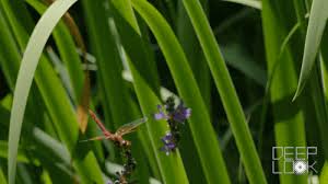 Naiad the blue dasher naiad or larva is comparatively smaller than the other species, with a length ranging from 18 to 21 mm. A Baby Dragonfly S Mouth Will Give You Nightmares Kqed