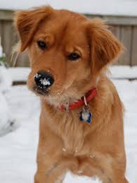 Maybe you would like to learn more about one of these? About Us Neuse River Golden Retriever Rescue