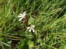 Image result for Pelargonium alchemilloides