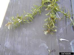 Image result for Hydrilla verticillata