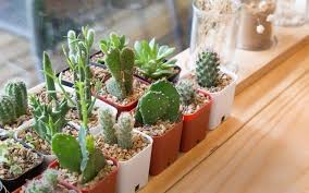Light unlike the jungle cacti, desert cacti typically prefer a lot more light. How Fast Do Cactus Grow Tricks To Make A Cactus Grow Faster