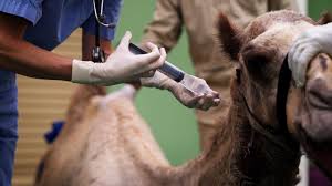 Fear is incredibly complex.﻿﻿ some fears may be a result of experiences or trauma, while others may represent a fear of something else entirely, such as a while these treatments can be highly effective, it's important that such confrontational approaches be undertaken only with the guidance of a trained. Dubai Camel Hospital An Inside Look At 10m Facility Cnn Travel