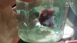 Filth Suffering And Death At Philippines Betta Fish Supplier Youtube