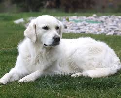Please see our planned litters page for more premier breeder of english cream golden retrievers in virginia, maryland, north carolina, and south carolina! Meet Our Beautiful English Cream Golden Retriever Females As Well As Click On Links To Their Pedigre Golden Retriever English Golden Retrievers Retriever Puppy