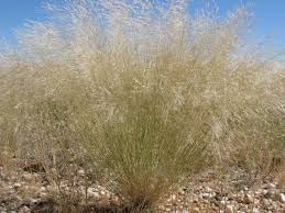 Image result for Stipagrostis uniplumis