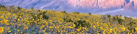 He's lived in death valley national park for 25 years and says flowers are almost always blooming somewhere in the park. Death Valley Super Bloom Purple Flowers In Desert Inhabitat Green Design Innovation Architecture Green Building