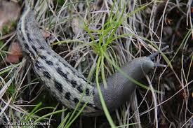 Nacktschnecken Zu Bestimmen Ist Knifflig Hier Konnte Es Sich Um Die Grosste Nacktschnecke Den Schwarzen Schnegel Handeln Es Konnte Aber Au Tigerschnegel Tiere Und Schnecken