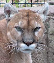Maybe you would like to learn more about one of these? Puma Animal Facts Felis Concolor Az Animals