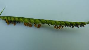 Image result for Urochloa brizantha