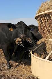 Proper Cow Culling Is Important To Your Business Cattle Farming Cow Cattle Ranching