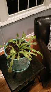 Newly bought cacti might be carrying pests and will cause infection of other plants. Christmas Cactus Leaf Discoloration Gardening Landscaping Stack Exchange