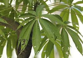 Image result for Sterculia appendiculata