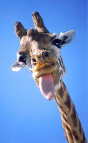 Select from premium sticking out tongue images of the highest quality. Pin On Giraffe