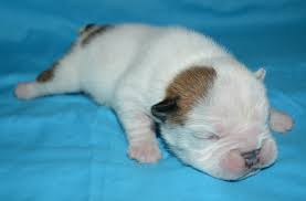 If you are worried about your. English Bulldog Puppies Beginning Stages After Adoption Bruiser Bulldogs