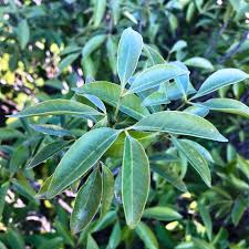 Image result for Vepris