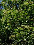 Image result for Microglossa pyrifolia