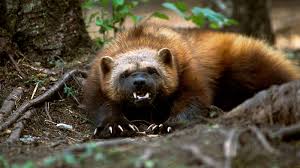 Wolverine Wolverine Animal North American Animals Animals