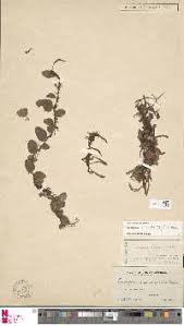 Image result for Loxogramme latifolia