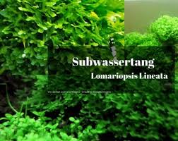 Image result for Lomariopsis hederacea