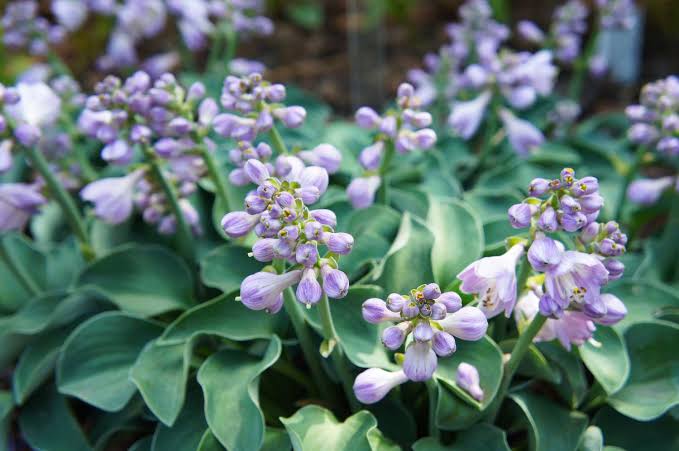 21 Hosta Varieties With Beautiful Foliage and Blooms