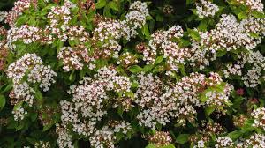 Check spelling or type a new query. 10 Fast Growing Plants For Privacy Bunnings Australia