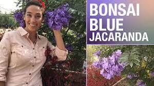 Adds a tropical effect to sunny areas. This Dwarf Jacaranda Is A Great Accent For Your Yard Youtube