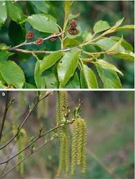 Commonly used words are shown in bold.rare words are dimmed. Description And Clinical Exposure Of Allergic Plants Springerlink
