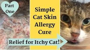 This can cause intense skin irritation that extends well beyond the bite. Home Remedy For Cat With Itchy Inflamed Skin Allergy Relief Youtube