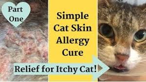 The concept is similar to the vaccine, with the goal being to decrease levels of active fel d1 found in cat saliva. Home Remedy For Cat With Itchy Inflamed Skin Allergy Relief Youtube