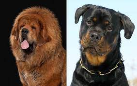 Tibetan mastiffs have a flat back, stomach tucked up behind the chest, long tail curled over the back, and large, round feet. Top 15 Tibetan Mastiff Mix Breeds