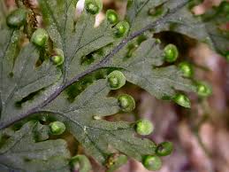 Image result for Hymenophyllaceae