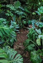 It S Not Much But It S My Attempt At A Tropical Rainforest Garden Gardening Garden Diy Home Rainforest Plants Tropical Rainforest Amazon Rainforest Plants