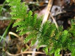 Image result for Trichomanes crispiforme