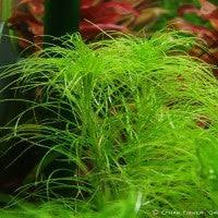 Image result for Eriocaulon setaceum