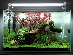 Some types of aquarium driftwood will also assist with lowering ph levels in your aquarium water. Aquascaping Aquarium Plants Chicago