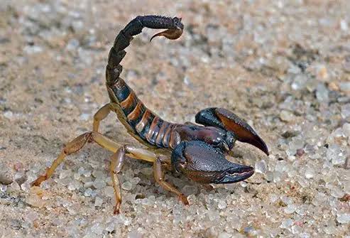 Scorpion Sting Treatment, Symptoms, Pictures & First Aid