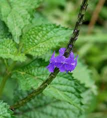 Image result for Stachytarpheta urticifolia