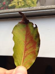 Maybe you would like to learn more about one of these? Caring For An Avocado Tree