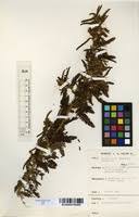 Image result for Kotschya africana