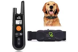 Top 10 Best Electric Dog Training Collars Reviews In 2020 In 2020 Dog Training Collar Dog Shock Collar Dog Training