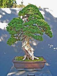 Jpb Bonsai Collection Juniperus Procumbens Nana Flickr Photo Sharing Bonsai Explore Nana