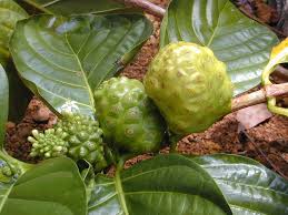 Noni trees also grow readily in hot climates. Noni Fruit Plant Care Guide Morinda Citrifolia Auntie Dogma S Garden Spot