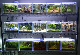 My Covid Project 15 Betta Tanks In April Because Of Covid 19 I Started Aquascaping My Very First Fish Tank I Fell In Love With It Then I Discovered Wonderful World Of Bettas