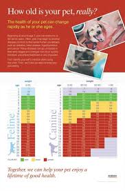 Cat And Dog Age Chart Knowledge You Need Dogs Cat Ages