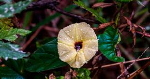 Image result for Sisyranthus imberbis