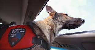 What Do The Vest Colors Mean For Service Dogs Cuteness Service Dog Training Psychiatric Service Dog Service Dogs